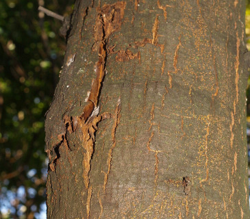 Symptomy na borce kaštanovníku, Slovensko 2003.