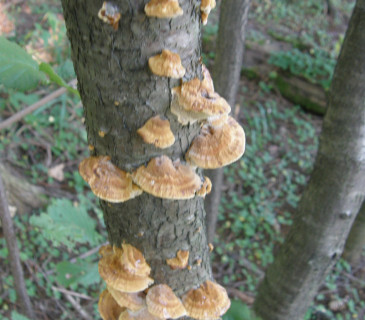 Plodnice na kmenu olše, Brno 2006.