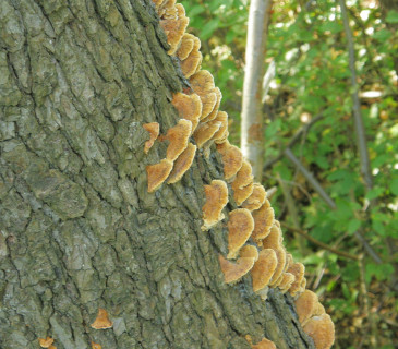 Plodnice na kmenu olše, Křižánky 2022.