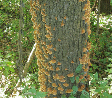 Plodnice na kmenu olše, Křižánky 2022.