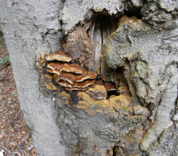 Plodnice na buku, ŠLP ML Křtiny 2016.