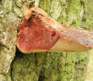 Plodnice na dubu, Lednice park 2008.