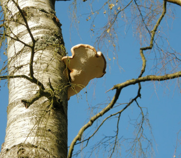 Plodnice na bříze, Arboretum Křtiny 2008.