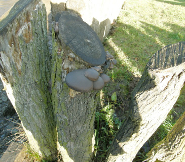 Plodnice na pařezu dubu, Arboretum Křtiny 2006.