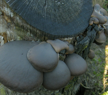 Plodnice na pařezu dubu, Arboretum Křtiny 2006.