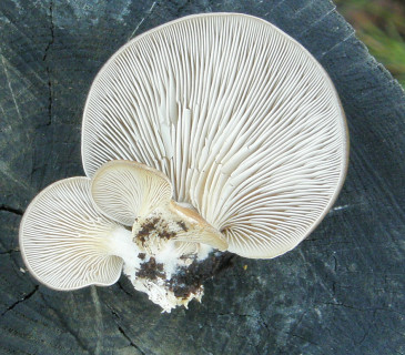 Detail sbíhavých lupenů, Lednice park 2008.