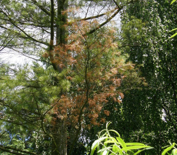 Symptomy prosychání jehličí a větví, Brno, Mendelu BZA 2004.