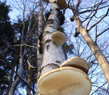 Plodnice na bříze, ŠLP Křtiny 2007.