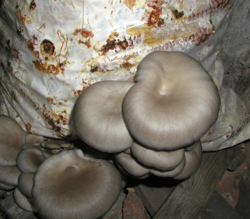 Plodnice narůstající na slámě, Brno 2005.