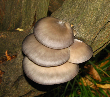 Plodnice na vistarii, Mendelu Brno, BZA 2004.