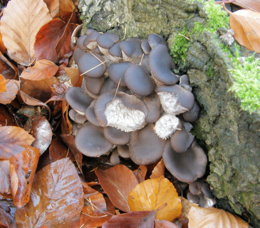 Mladé plodnice na pařezu dubu, Arboretum Křtiny 2006.