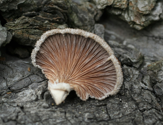 Detail hymenia, Arboretum Křtiny 2005.