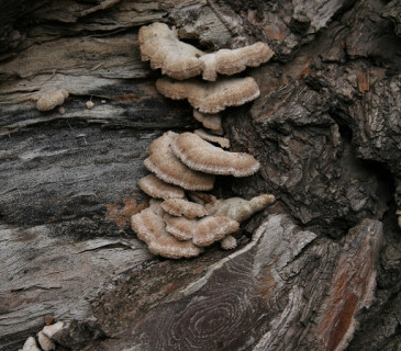 Plodnice na pařezu, Šumbera ŠLP ML Křtiny 2003.