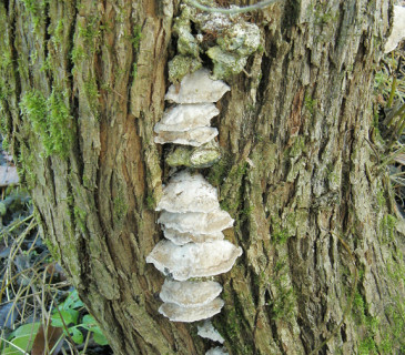 Plodnice na vrbě, Mendelu Brno, BZA 2008.