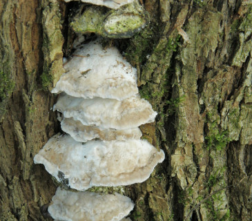 Plodnice na vrbě, Mendelu Brno, BZA 2008.