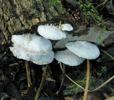 Plodnice na vrbě, Mendelu Brno, BZA 2006.