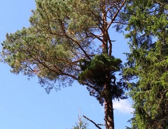 Čarověník na borovici lesní, jižní Norsko 2013.