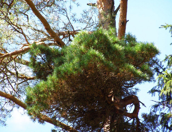Čarověník na borovici lesní, jižní Norsko 2013.
