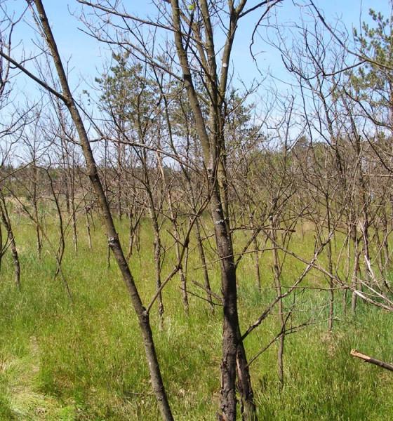Holožír v mladém porostu, Bzenecko 2015.