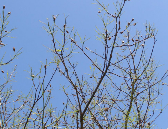 Brouci při žíru v korunách, Bzenecko 2015.