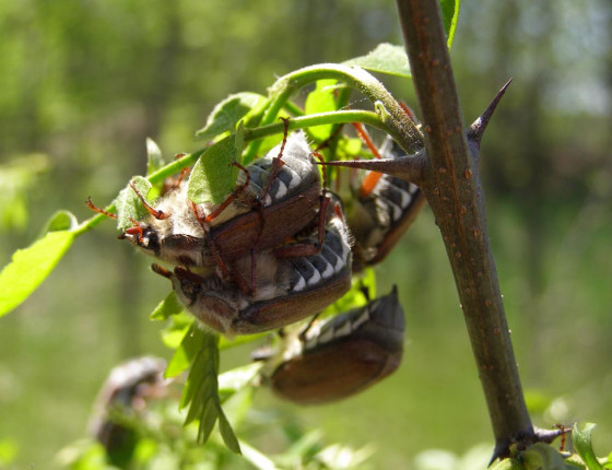 Kopulující brouci, Bzenecko 2015.