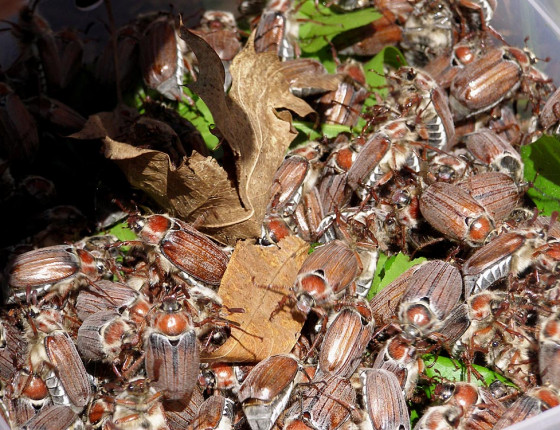 Sklepaní chrousti, Bzenecko 2015.