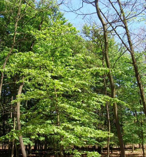Nepoškozená lípa mezi duby s holožírem, Bzenecko 2015.