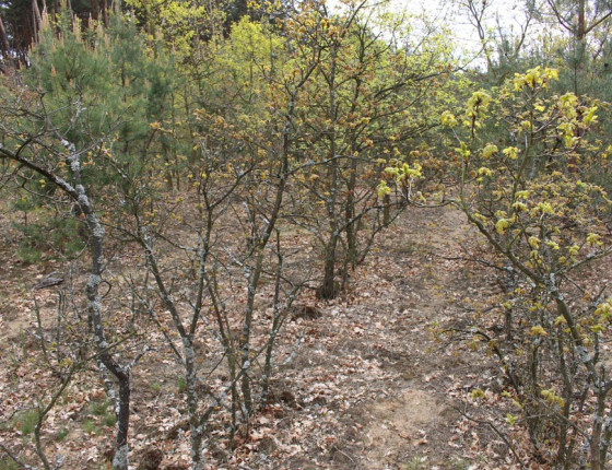 Duby postižené žírem ponrav na kořenech, Bzenecko 2017.