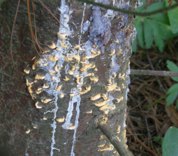 Detail aecií na borce borovice, Arboretum Řícmanice 2006.