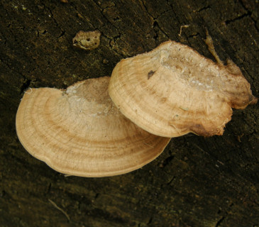 Plodnice na dubovém dřevě, Arboretum Křtiny 2004.