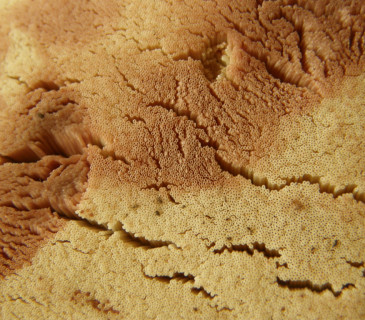 Detail hymenia plodnice, laboratoř ÚOLM LDF 2006.