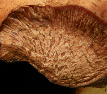 Příčný řez plodnicí, Lednice park 2006.