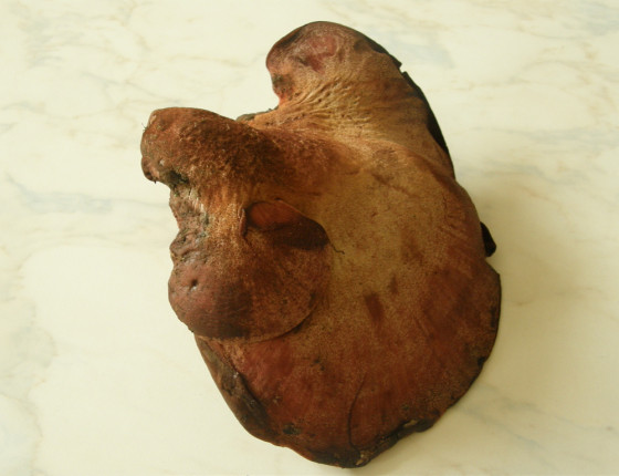 Plodnice, laboratoř ÚOLM LDF 2006.