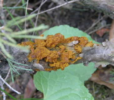 Telia na větvičkách jalovce, Brno 2008.