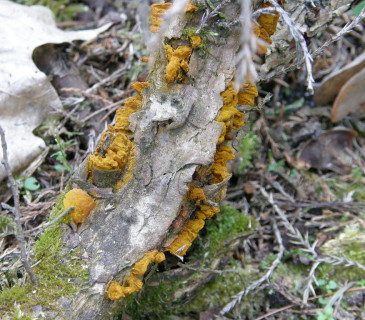 Telia na větvičkách jalovce, Brno 2008.