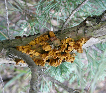 Telia na větvičkách jalovce, Brno 2008.