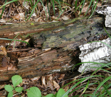 Hnědá hniloba březovníku, Arboretum Křtiny 2008.