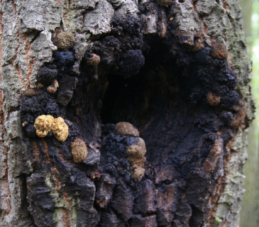 Rezavec datlí na dubu ceru, Valtice Rendezvous 2006.