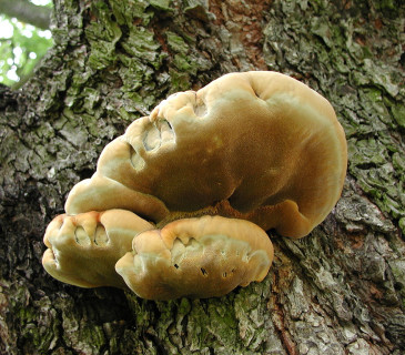 Plodnice na javoru, Brno 2006.