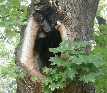 Javor s rezavcem datlím, Brno park Lužánky 2008.