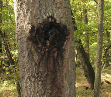 Rezavec datlí na dubu ceru, Valtice Rendezvous 2010.