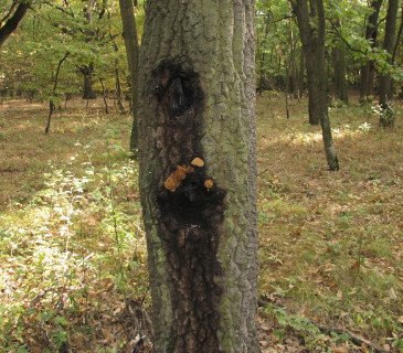 Rezavec datlí na dubu ceru, Valtice Rendezvous 2012.