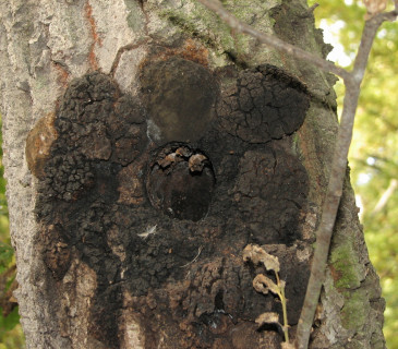 Rezavec datlí na dubu ceru, Valtice Rendezvous 2006.