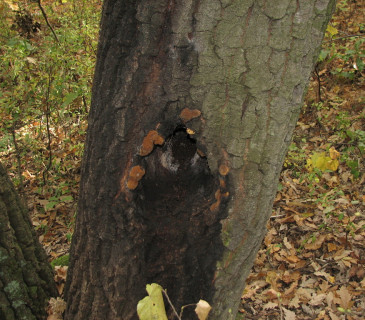 Rezavec datlí na dubu ceru, Valtice Rendezvous 2006.