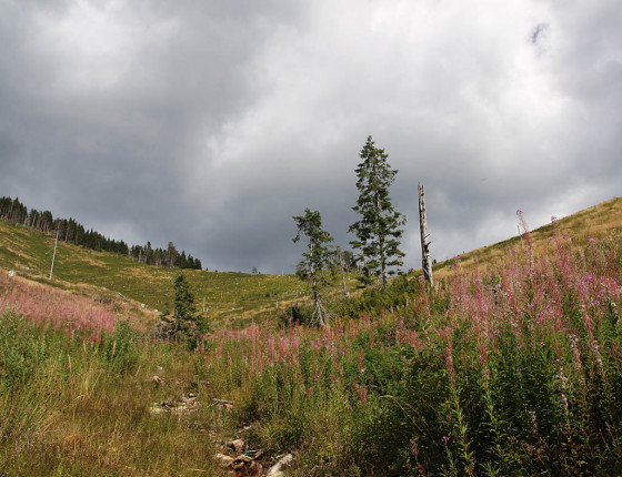 Rozsáhlé kůrovcové holiny, Nízké Tatry 2019.