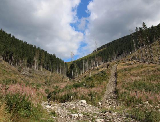 Rozsáhlé kůrovcové holiny, Nízké Tatry 2019.