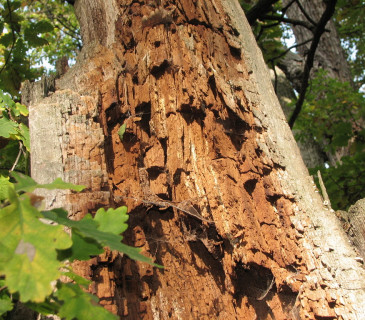 Hnědá kostkovitá hniloba sírovce, Třeboň 2016.