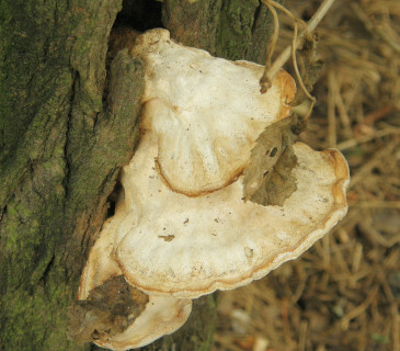 Starší plodnice na akátu, Brno 2004.