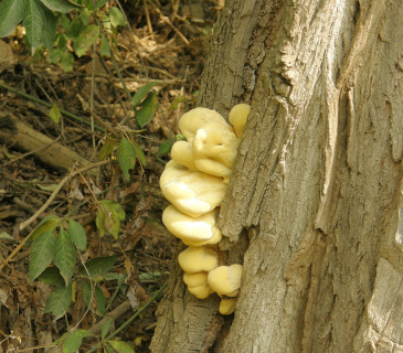 Narůstající plodnice na akátu, Brno 2004.