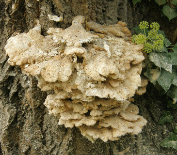 Stará plodnice na topolu, Mendelu Brno, BZA 2006.